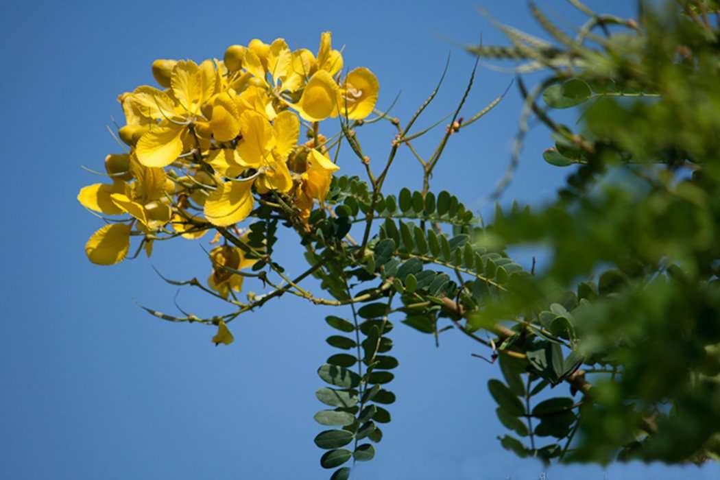 avarampoo, ஆவாரம்பூ, avarampoo benefits tamil, ஆவாரம்பூ பொடி பயன்கள்