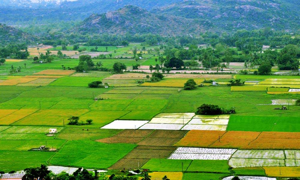 Farmlands in India