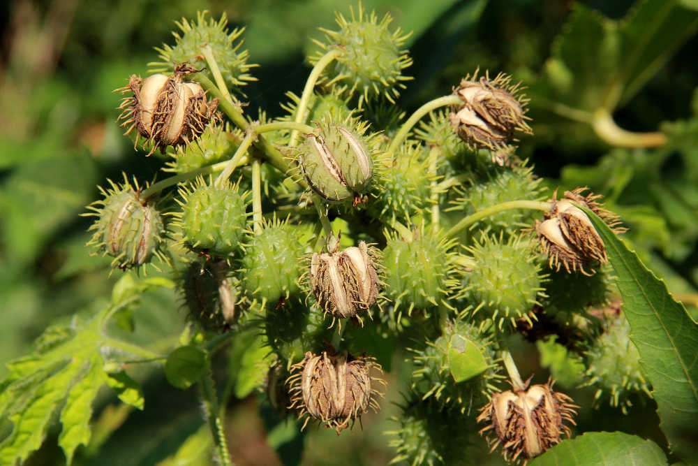 Castor Oil In Tamil Word